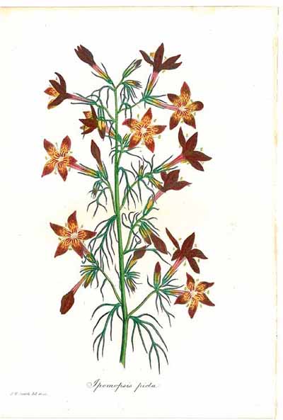 Antique Prints