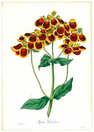 Antique Prints