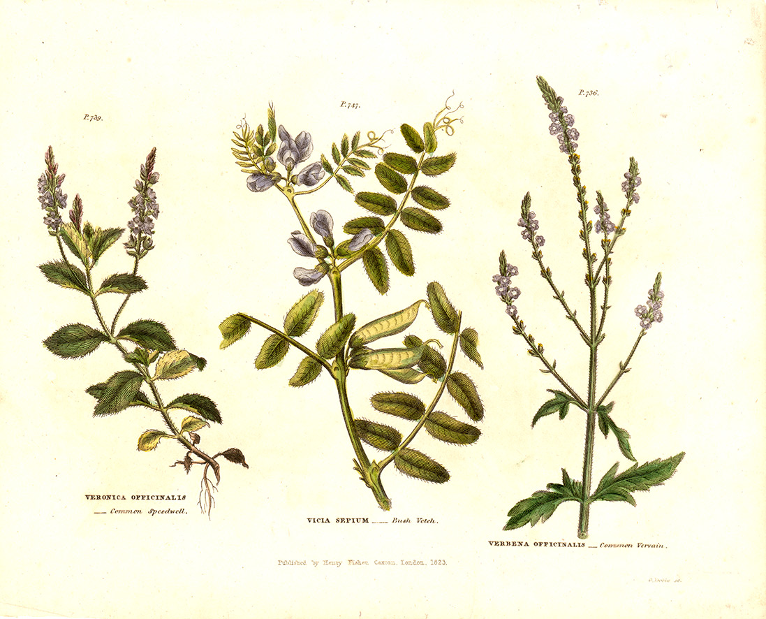 Universal Herbal Dictionary