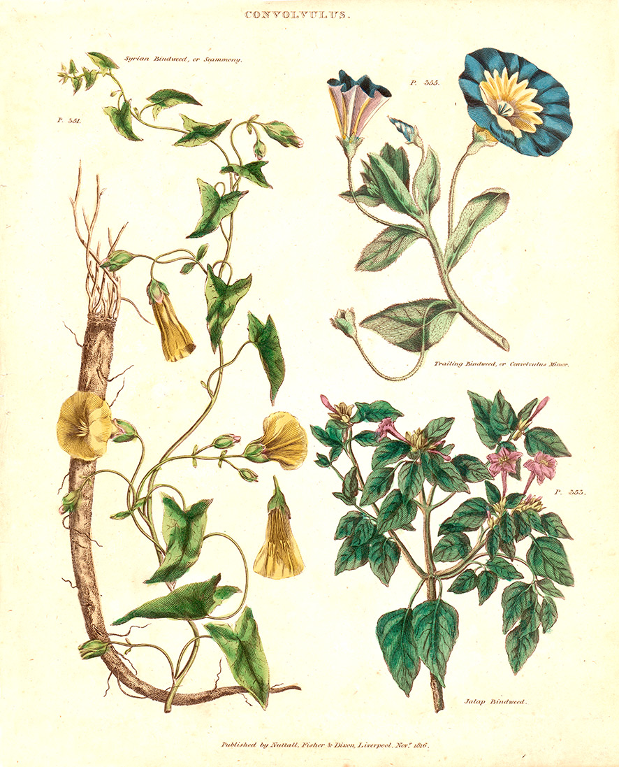 Universal Herbal Dictionary