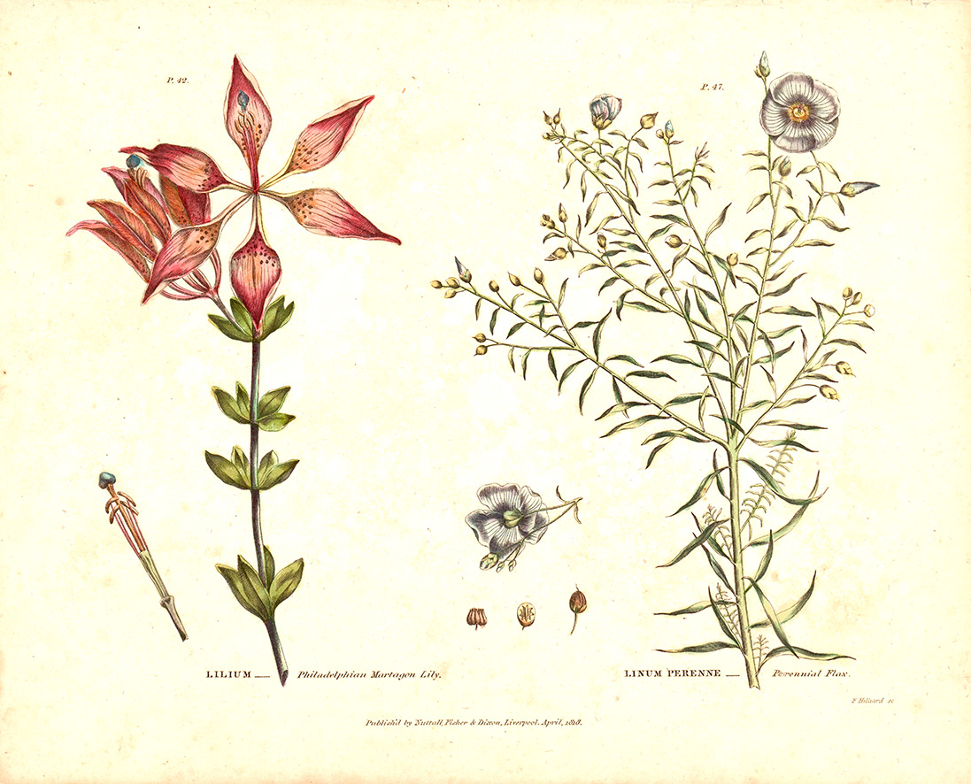 Universal Herbal Dictionary