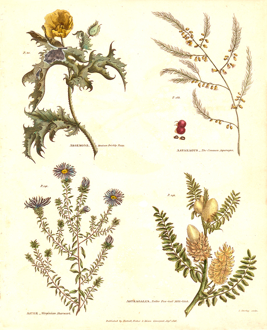 Universal Herbal Dictionary