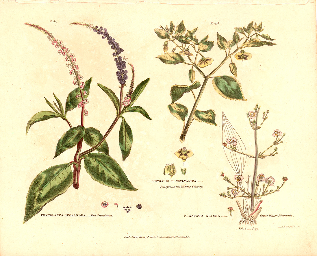 Universal Herbal Dictionary